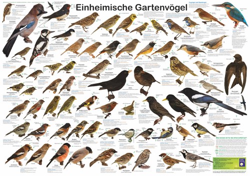 Bio poster einheimische - bio-poster, "einheimische