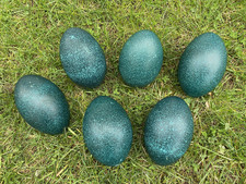 ausgeblasenes Emu - Ei - grün