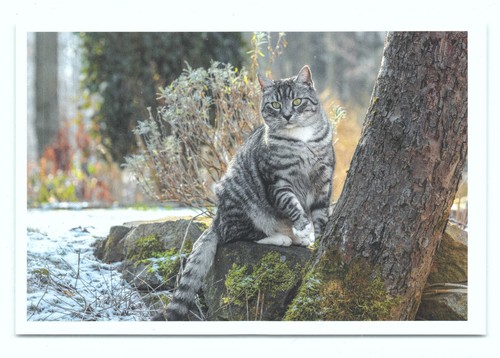 Postkarte katze neu - 1,