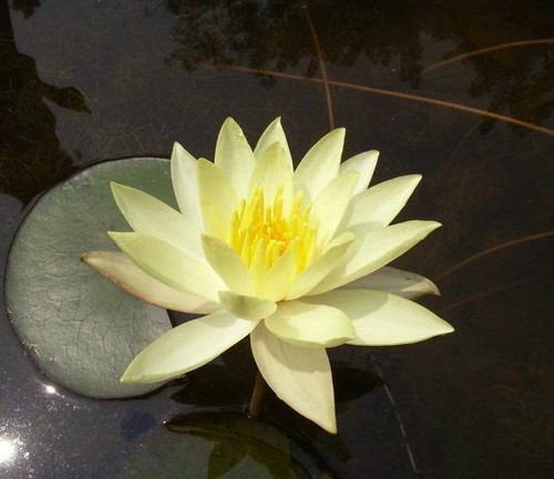 Gelbe seerose teichpflanzen - gelbe,