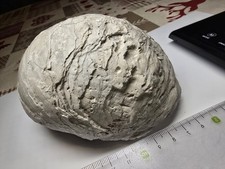 Versteinerte Auster Rügen 