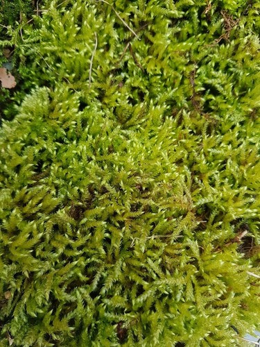 Pack waldmoos moos - waldmoos,