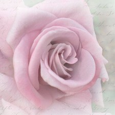 3 SERVIETTEN 33 X 33 / ROSE &