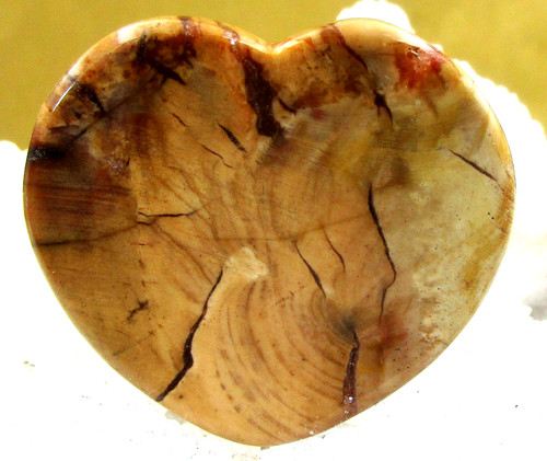 Versteinertes holz - versteinertes,