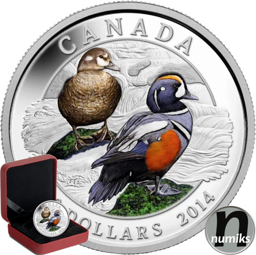 Kragenente ducks canada - ducks,