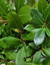 Gewürz-Lorbeer,  alte