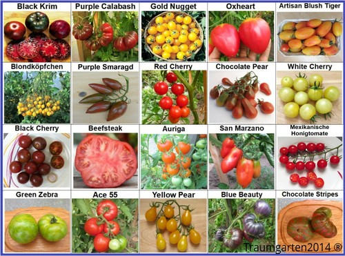 Tomate set tomatensamen 20 - tomate, 1: