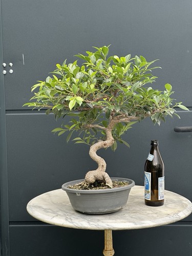 Bonsai ficus retusa - ficus,