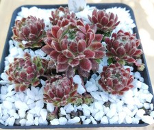 Sempervivum "Cream Tea" - 2x
