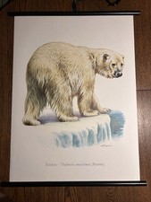 Eisbär Arktis  Bär Rollkarte