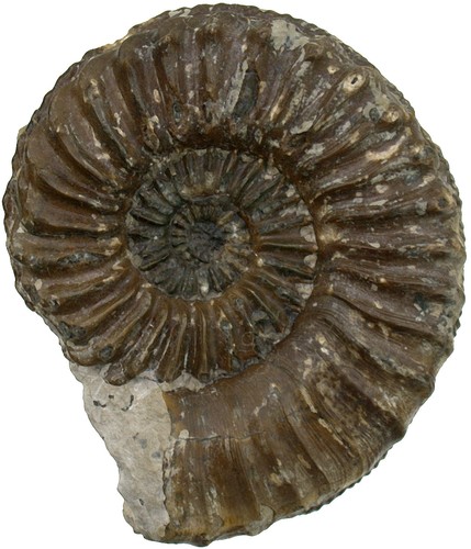 Lias großer pleuroceras - großer,