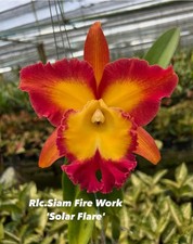 Thailand duft orchidee - duft,