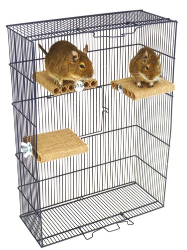 Totally degu regal - totally,