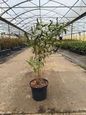 1st. Sommerflieder “Black