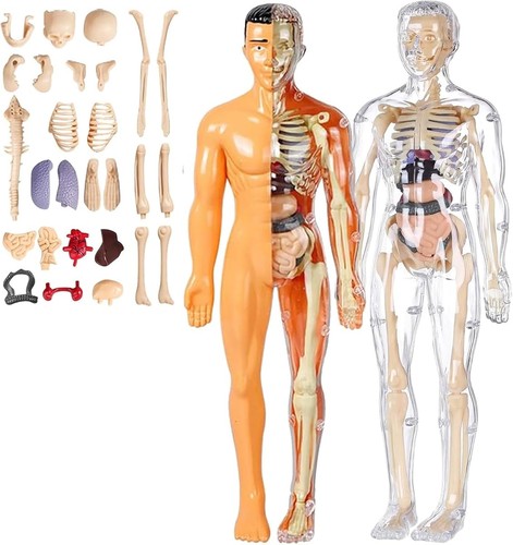 Skelett modell anatomie - modell,