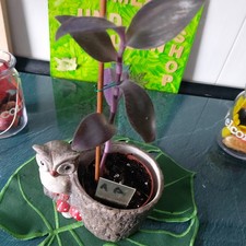 Tradescantia Purple Heart