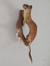 Tierpräparat Ausgestopftes