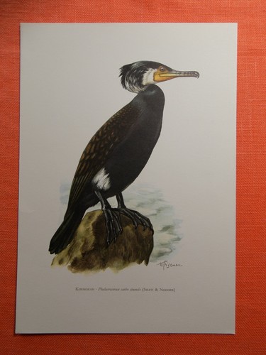 Kormoran - (phalacrocorax, carbo)