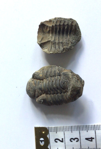Trilobit fossil 2teillige - fossil,