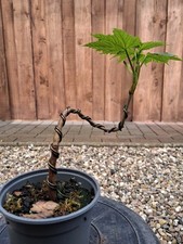 Bergahorn, Pre Bonsai, Bonsai