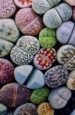 Lithops Mix - Lebende Steine  - Samen 30 Stück