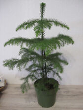 Araucaria heterophylla -