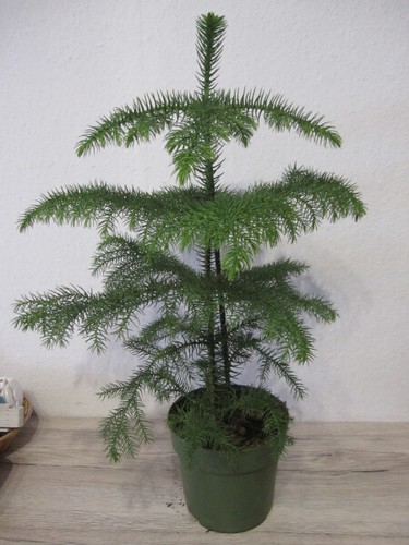 Araucaria heterophylla - ,