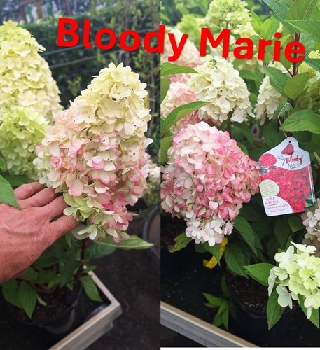 Rarität hydrangea bloody - rarität,