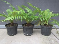 Dicksonia antarctica - Baumfarn - 3-5cm Stamm / 30-50cm  Pflanze bis -12°C 3L