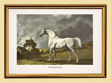 Rennpferd Mambrino von George