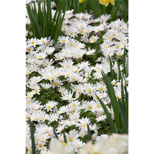 Anemone blanda white - blanda, 'white