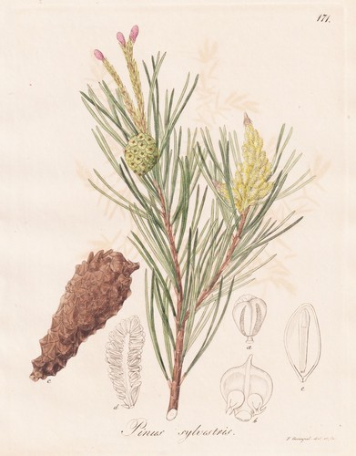 Pinus sylvestris waldkiefer - pinus,