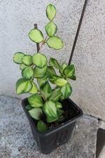 Hoya Wachsblume heuschkeliana