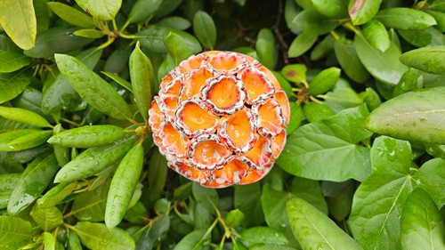 Keramik orange blüte - keramik,