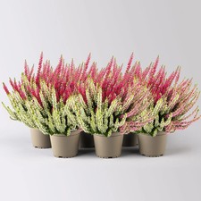 Calluna 'Beauty Ladies® Longlife Ametie' Trio, bunt, Topf-Ø 13 cm, 6 Pflanzen