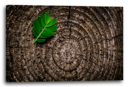 Wandbild blatt auf baum - wandbild,