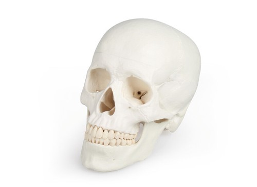 Schädel kopf skelett - skelett, skull