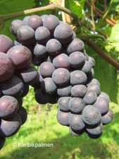 Vitis aragonez blaue - -,