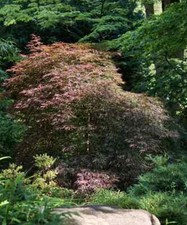 Acer palmatum 'Garnet' /