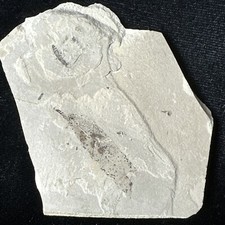 fossil