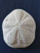 Clypeaster fossiler Seeigel