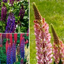 Lupinen "Farbenfrohe Mischung" Lupine Lupinus Winterharte Staude - Samen Saatgut