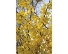 Goldglöckchen, Forsythie