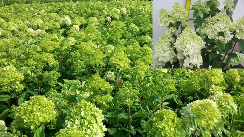 Hydrangea limelight - hydrangea,