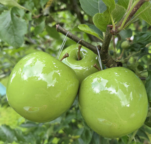 Hängen äpfel grün glanz - hängen,