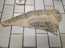 Versteinerungen Fossilien