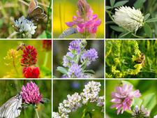 1 kg KLEE SAMEN MIX ☘️ 10