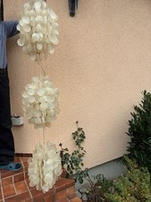 Dekorative Muschellampe 2 m lang