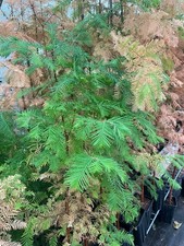 4 St. Urwelt-Mammutbaum 40-70