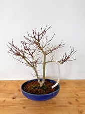 Bonsai Baum Acer Palmatum Deshojo Ahorn japanischer Fächerahorn Nr. 5001 rot